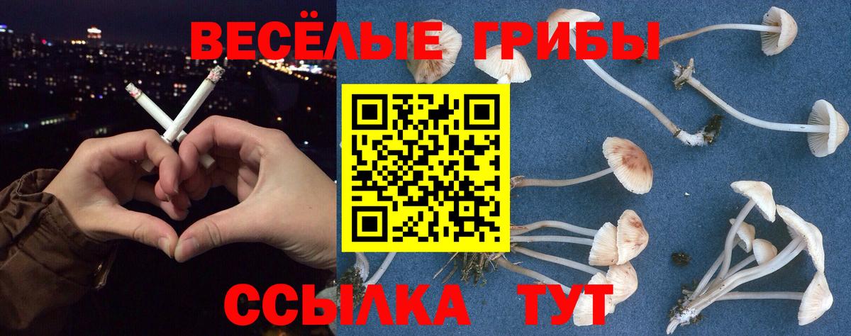 Галлюциногенные грибы мицелий  Псилоцибиновые грибы Cubensis  магазин продажи   Балаково 