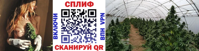 KRAKEN сайт  Балаково  МАРИХУАНА ГИДРОПОН 